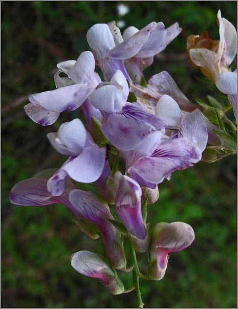 sm P58 Hillside Pea.jpg - Hillside Pea (Lathyrus vestitus): A native vine  which can grow up to 1-1/2 feet tall.